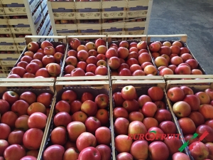 Fuji apples in wooden box for inland trade